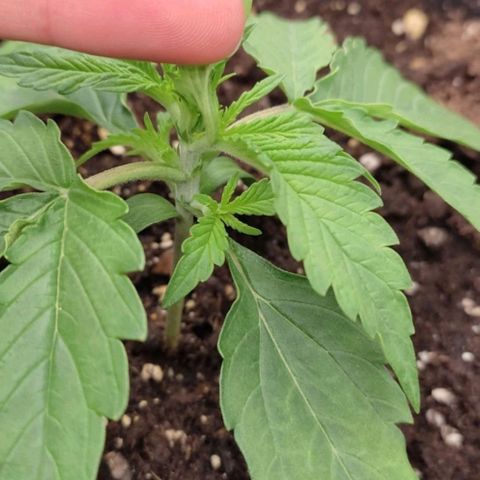 West Coast O.G. #2 growlog timeline photo