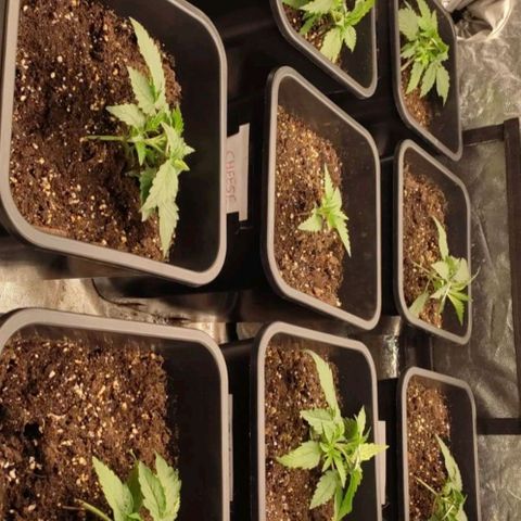 West Coast O.G. #2 growlog timeline photo