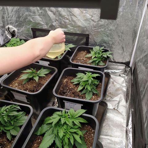 West Coast O.G. #2 growlog photo: Arrosage avec engrais
