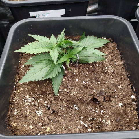 Original Auto OG Kush growlog timeline photo