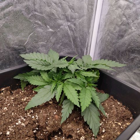 Gelato Auto #2 growlog timeline photo