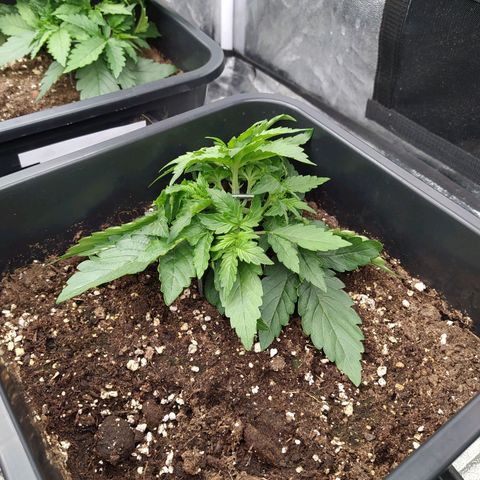Gorilla Glue #1 growlog timeline photo