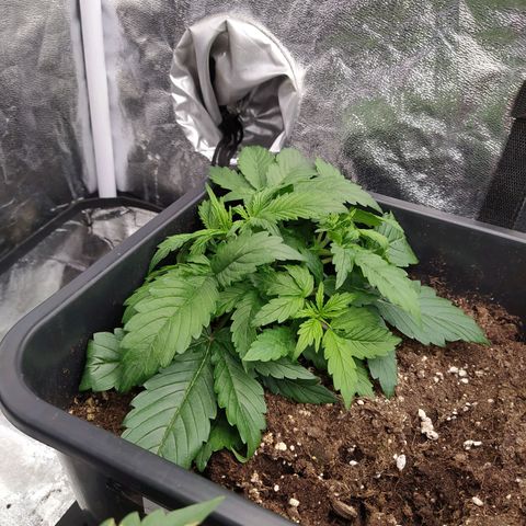 Gorilla Glue #2 growlog timeline photo