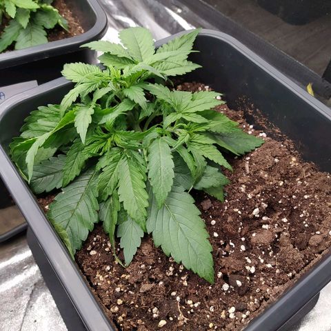Lemon Pie Auto #2 growlog timeline photo