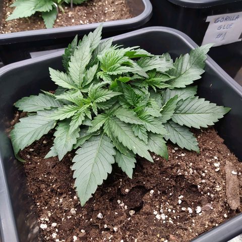 Gelato Auto #1 growlog timeline photo