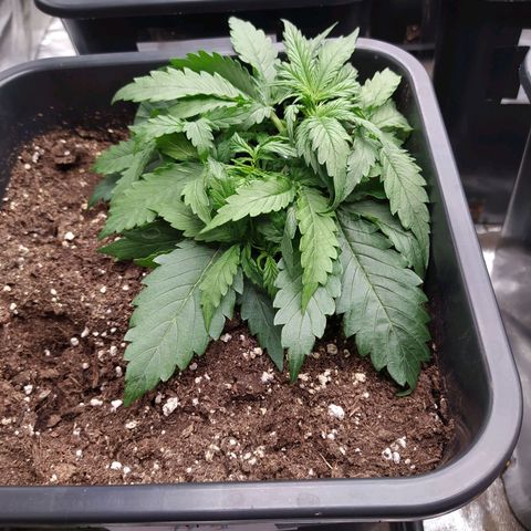 Lemon Pie Auto #1 growlog timeline photo