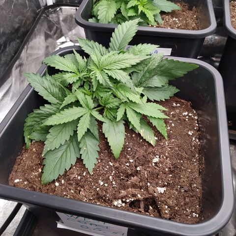 West Coast O.G. #1 growlog timeline photo