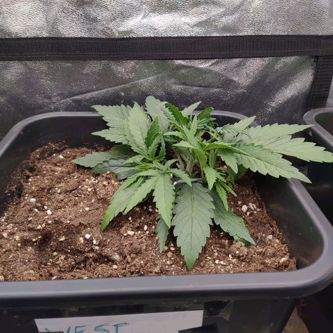 West Coast O.G. #2 growlog timeline photo