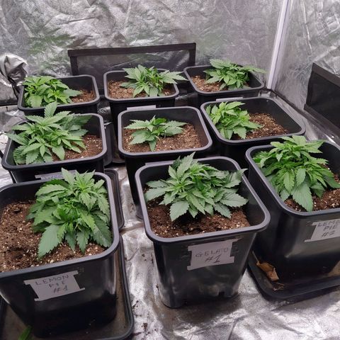 West Coast O.G. #2 growlog timeline photo