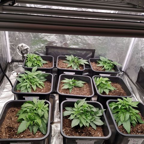 West Coast O.G. #2 growlog timeline photo