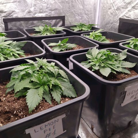 West Coast O.G. #2 growlog timeline photo