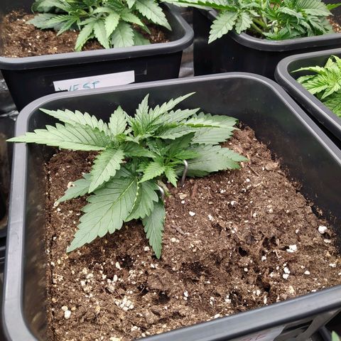 Original Auto OG Kush growlog timeline photo