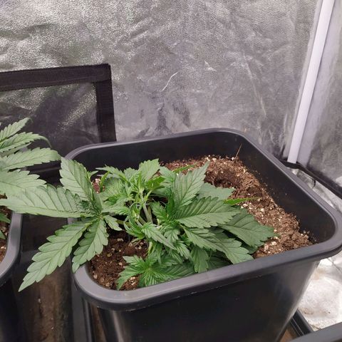 Gelato Auto #2 growlog timeline photo