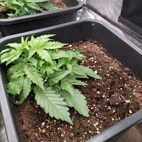 Gorilla Glue #1 growlog timeline photo