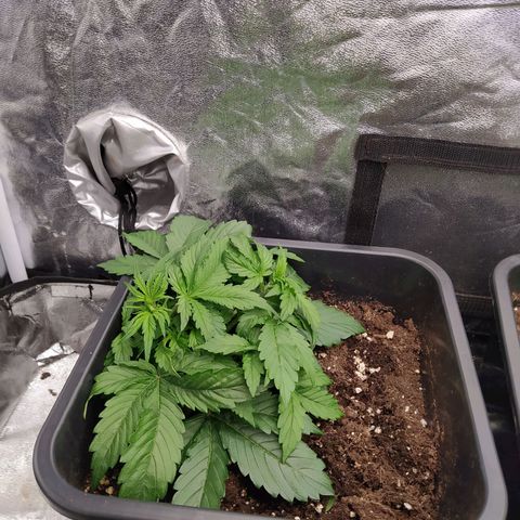 Gorilla Glue #2 growlog timeline photo