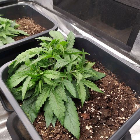 Lemon Pie Auto #2 growlog timeline photo