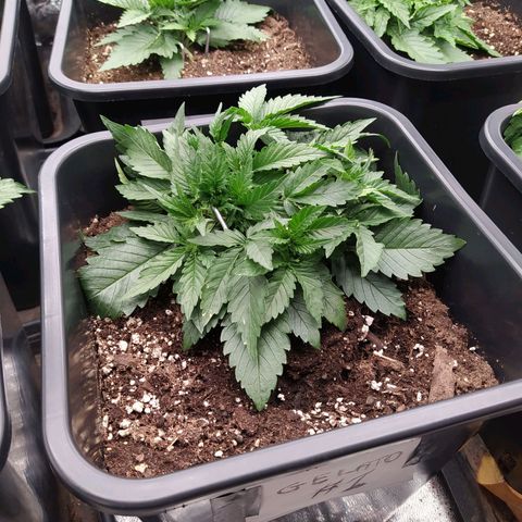 Gelato Auto #1 growlog timeline photo