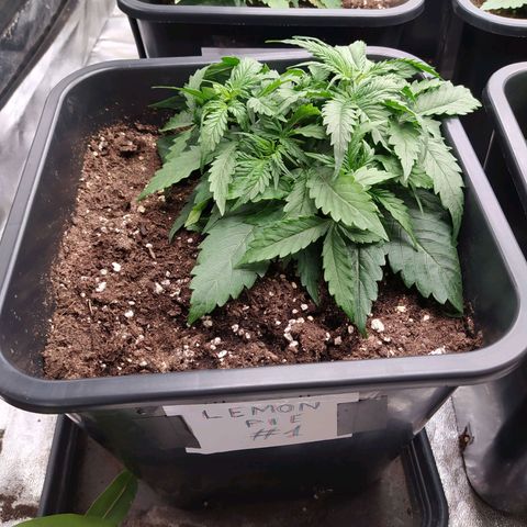 Lemon Pie Auto #1 growlog timeline photo