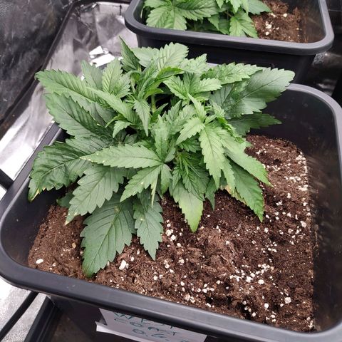 West Coast O.G. #1 growlog timeline photo