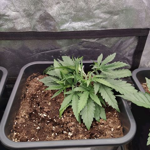 West Coast O.G. #2 growlog timeline photo