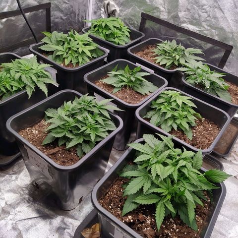 West Coast O.G. #2 growlog timeline photo