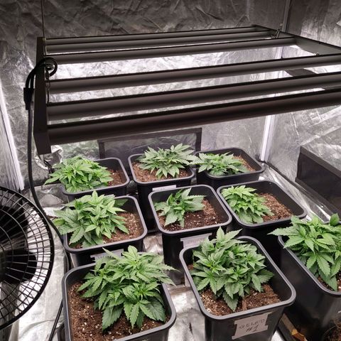 West Coast O.G. #2 growlog timeline photo