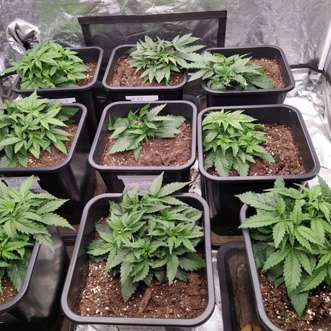 West Coast O.G. #2 growlog timeline photo