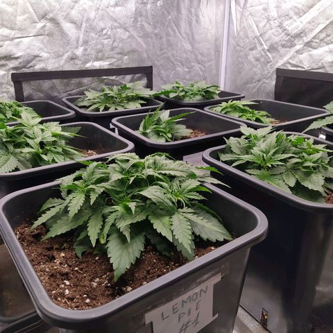 West Coast O.G. #2 growlog timeline photo