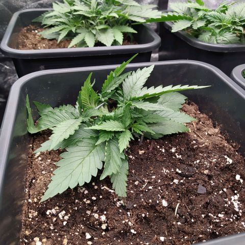 Original Auto OG Kush growlog timeline photo