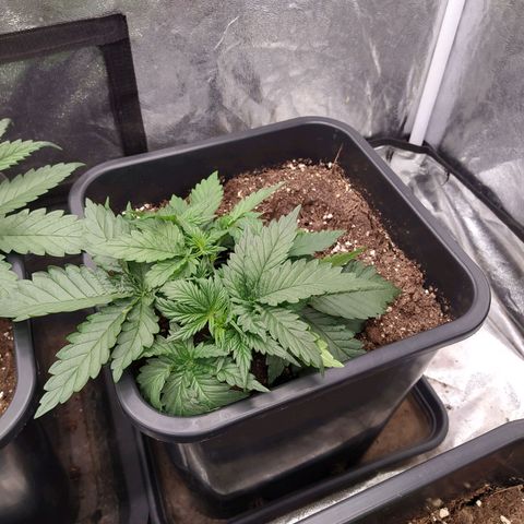 Gelato Auto #2 growlog timeline photo