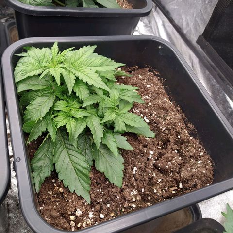 Gorilla Glue #1 growlog timeline photo
