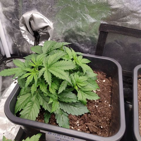 Gorilla Glue #2 growlog timeline photo