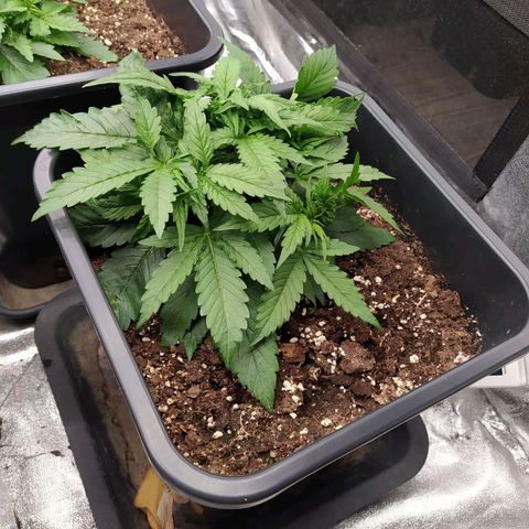 Lemon Pie Auto #2 growlog timeline photo