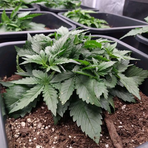 Gelato Auto #1 growlog timeline photo