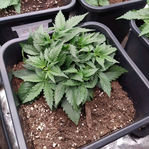 Gelato Auto #1 growlog timeline photo