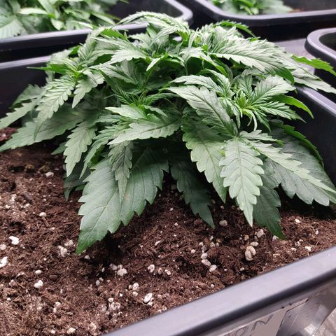 Lemon Pie Auto #1 growlog timeline photo