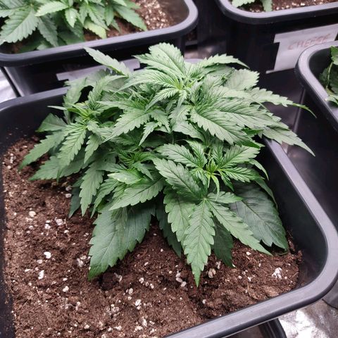 Lemon Pie Auto #1 growlog timeline photo