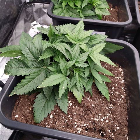 West Coast O.G. #1 growlog timeline photo