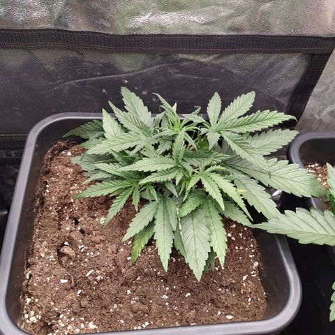 West Coast O.G. #2 growlog timeline photo
