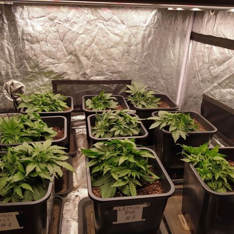 West Coast O.G. #2 growlog timeline photo
