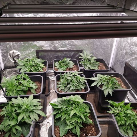 West Coast O.G. #2 growlog timeline photo