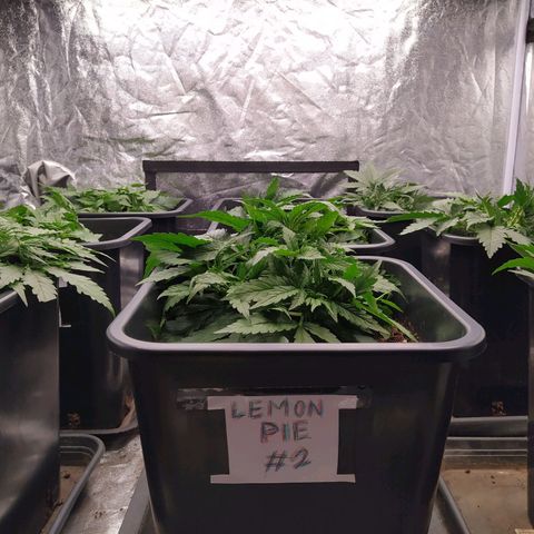 West Coast O.G. #2 growlog timeline photo