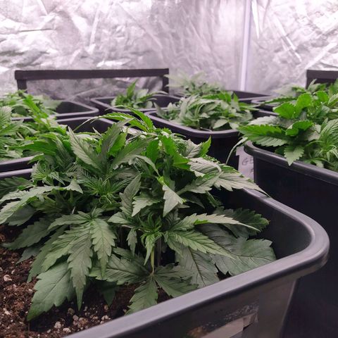 West Coast O.G. #2 growlog timeline photo