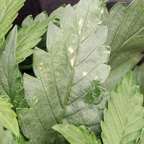 West Coast O.G. #1 growlog photo: Tâches jaunes / marrons sur certaines feuilles. En progression. 