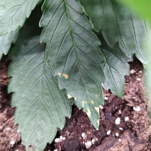Gelato Auto #1 growlog photo: Tâches jaunes sur les feuilles. Stable. 
