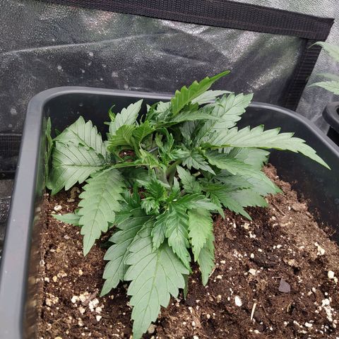 Original Auto OG Kush growlog timeline photo