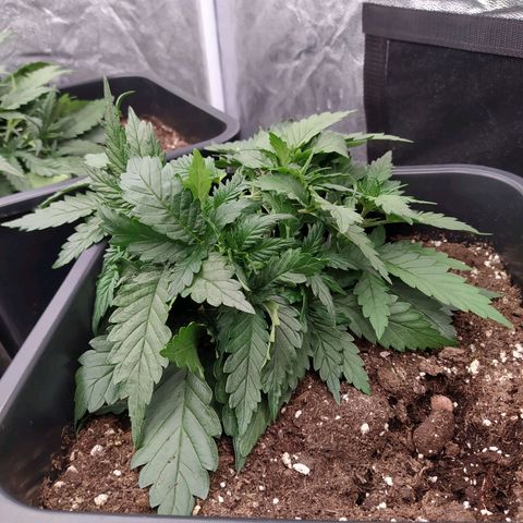 Gelato Auto #2 growlog timeline photo