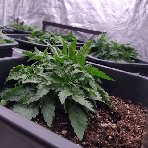 Gorilla Glue #1 growlog timeline photo