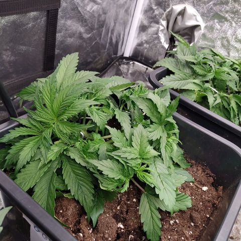 Gorilla Glue #2 growlog timeline photo