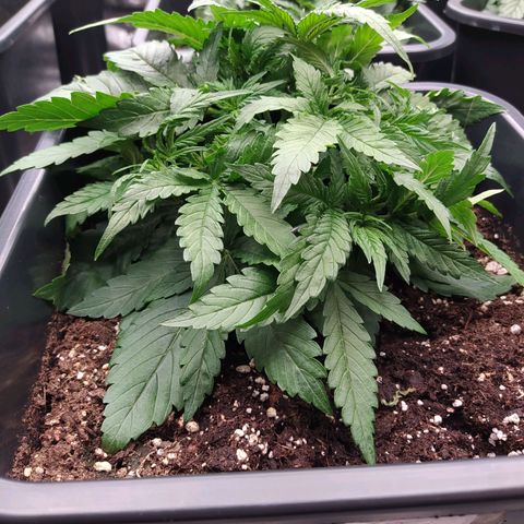 Lemon Pie Auto #2 growlog timeline photo